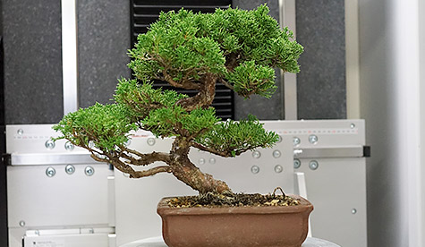 盆栽をCTスキャン