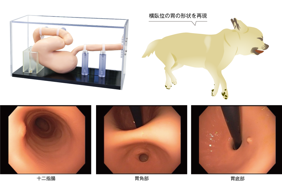 犬マーゲンモデル ～上部消化管内視鏡挿入練習用～｜製作事例｜3Dプリンター出力サービスのJMC