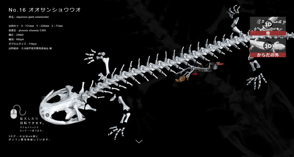 オオサンショウウオ紹介ページ